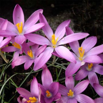 Elfen-Krokus Roseus - Crocus tommasinianus