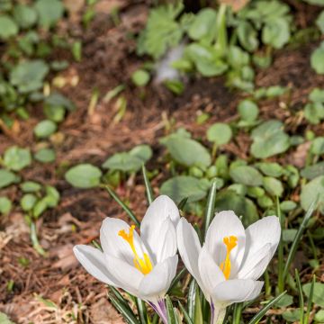 Frühlings-Krokus - Crocus vernus White