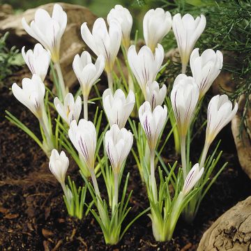 Silberlack-Krokus Picturatus - Crocus versicolor