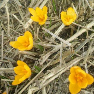 Wildkrokus - Crocus vitellinus