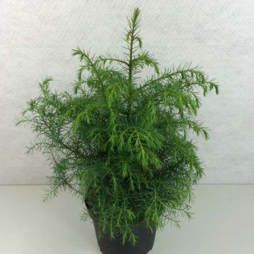 Cryptomeria japonica Elegans Viridis