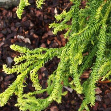 Cryptomeria japonica Kyara Gold®