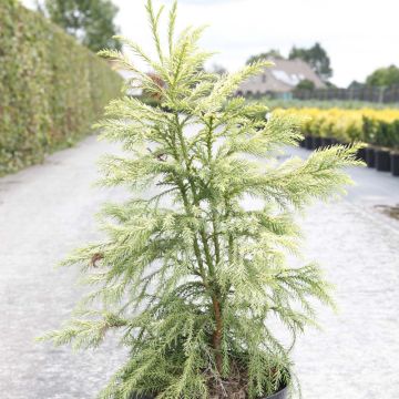 Cryptomeria japonica Sekkan Sugi