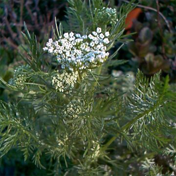 Echter Kümmel - Carum carvi Bio