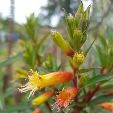 Cuphea micropetala - Zigarrenblume