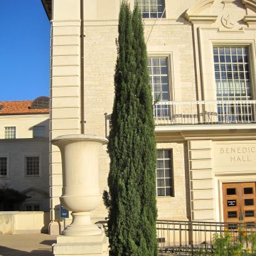 Cupressus sempervirens var. stricta Pyramidalis - Echte-Zypresse