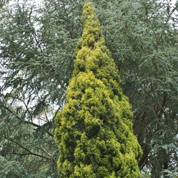 Cupressus sempervirens Swane's Golden - Cyprès de Provence doré