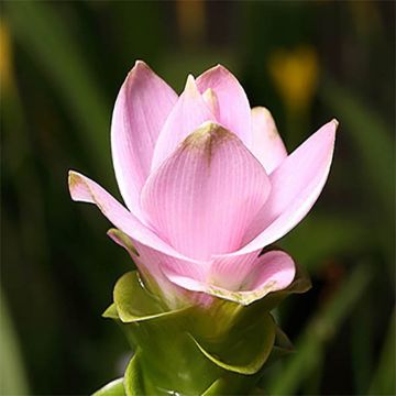 Curcuma alismatifolia Pink - Safranwurz