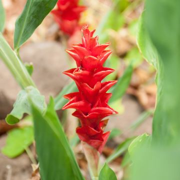 Curcuma alismatifolia Red - Safranwurz