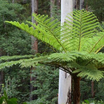 Cyathea cooperi - Australischer Baumfarn