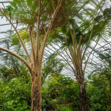 Cyathea felina - Baumfarn