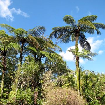 Cyathea medullaris - Fougère arborescente