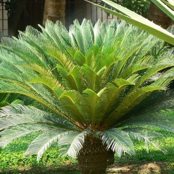 Cycas revoluta - Palmfarn