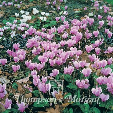 Cyclamen All The Year Round Flowering Mixed (Samen) - Alpenveilchen