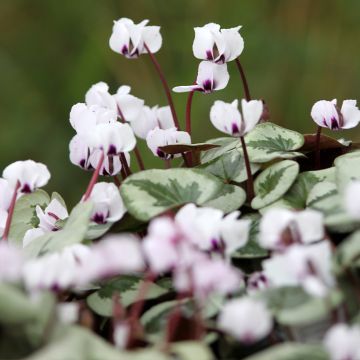 Cyclamen coum White Christmas Tree - Frühlings Alpenveilche