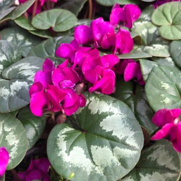 Cyclamen coum Meaden's Crimson feuillage marbré - Frühlings Alpenveilche