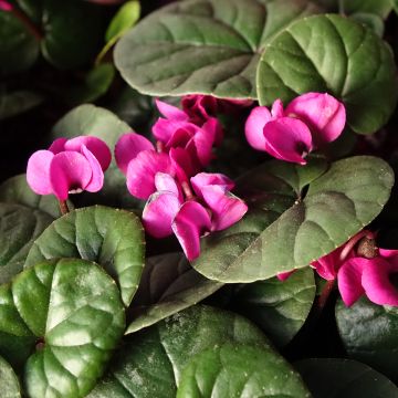 Cyclamen coum Meaden's Crimson feuillage vert - Frühlings Alpenveilche