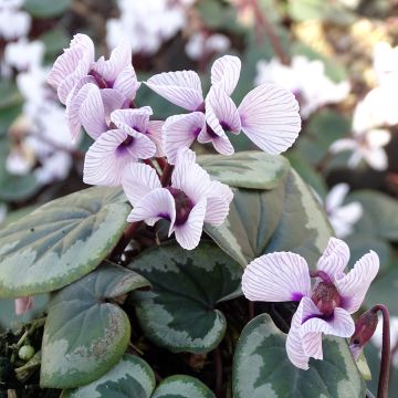 Cyclamen coum f. pallidum Porcelain - Frühlings Alpenveilche