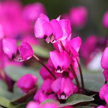 Cyclamen coum Fuschia feuillage vert - Frühlings Alpenveilche