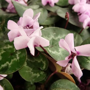 Cyclamen coum Pink Marbel - Frühlings Alpenveilche