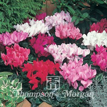 Cyclamen persicum grandiflorum Laser Mixed F1 (Samen) - Zimmer-Alpenveilchen