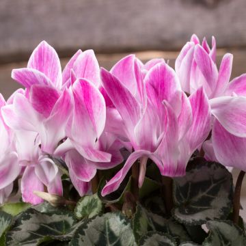 Cyclamen Super Série Crayon - Zimmer-Alpenveilchen