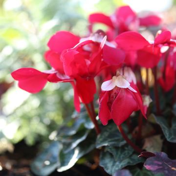 Cyclamen Djix Red Wine - Zimmer-Alpenveilchen