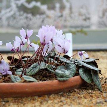 Cyclamen cilicium - Anatolien-Alpenveilchen