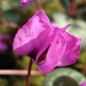 Cyclamen coum (Birne) - Frühlings Alpenveilche