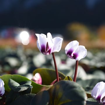 Cyclamen coum Blanc