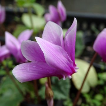 Cyclamen hederifolium - Herbst-Alpenveilchen