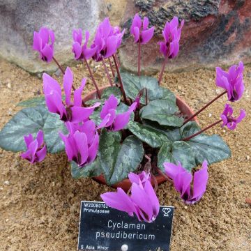 Cyclamen pseudibericum - Iberisches Alpenveilchen