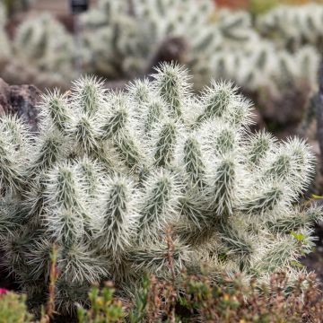 Cylindropuntia tunicata