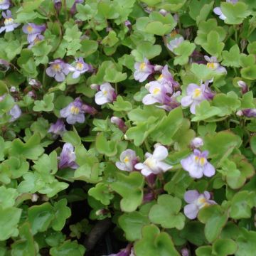 Cymbalaria muralis - Zymbelkraut