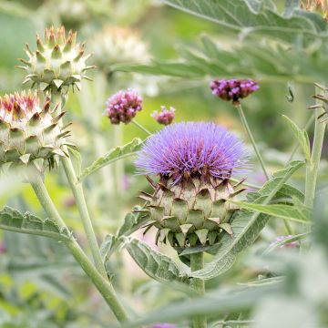 Wilde Artischocke var. altilis - Cynara cardunculus