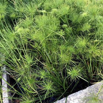 Cyperus haspan - Zwergpapyrus