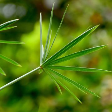 Cyperus involucratus - Zypergras