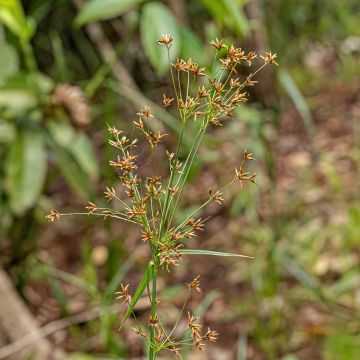 Cyperus longus - Langes Zypergras