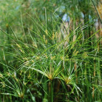 Cyperus papyrus Cleopatra - Papyrusstaude