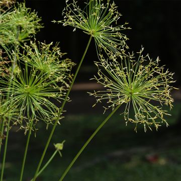 Cyperus prolifer - Zypergras