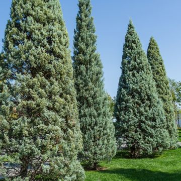 Cupressus arizonica Fastigiata - Rauhe Arizona-Zypresse