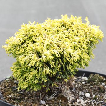 Chamaecyparis obtusa Butterball