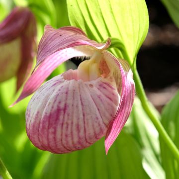 Cypripedium Sabine - Frauenschuh