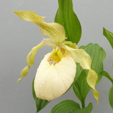 Cypripedium Aki - Frauenschuh