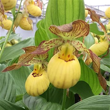 Cypripedium Inge - Frauenschuh