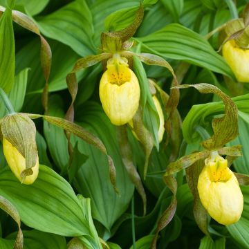 Cypripedium Kristi Lyn - Frauenschuh