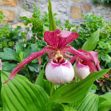 Cypripedium Pinkepank - Frauenschuh