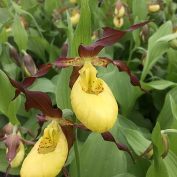 Cypripedium Otto - Frauenschuh