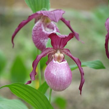 Cypripedium Philipp - Frauenschuh