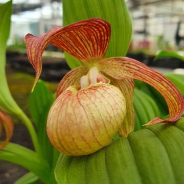 Cypripedium Tania Pinkepank - Frauenschuh